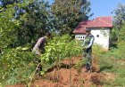 Buah Cabai Terlihat di Antara Rimbun Daun, Lahan Warga Winong Jadi Kebun Pangan