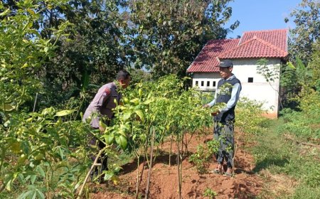 Buah Cabai Terlihat di Antara Rimbun Daun, Lahan Warga Winong Jadi Kebun Pangan